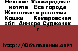 Невские Маскарадные котята - Все города Животные и растения » Кошки   . Кемеровская обл.,Анжеро-Судженск г.